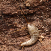 Lepisma saccarhina “Cumming” Silverfish
